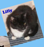 Lilly