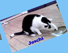 Joschi