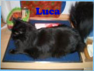 Luca