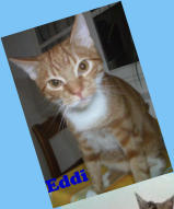 Eddi