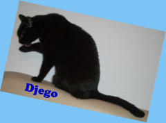 Djego