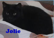 Jolie