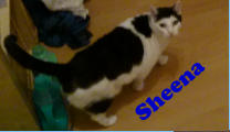 Sheena