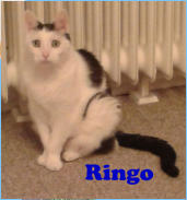 Ringo