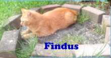 Findus