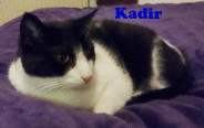 Kadir