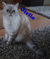 Otello