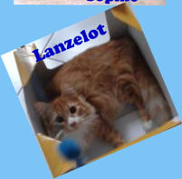 Lanzelot