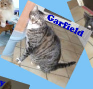 Garfield