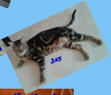 Jay