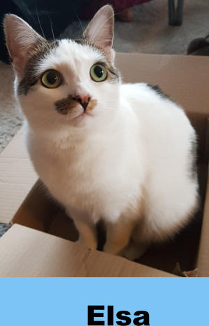 Elsa