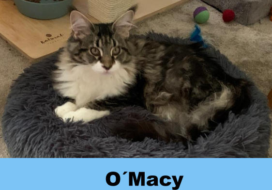 O´Macy