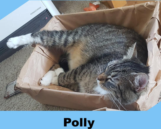 Polly