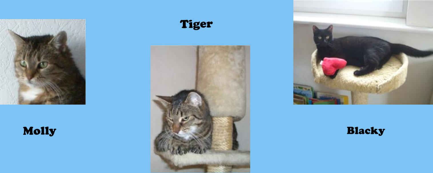 Tiger Molly Blacky